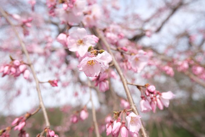 宇治平等院鳳凰堂の桜の木