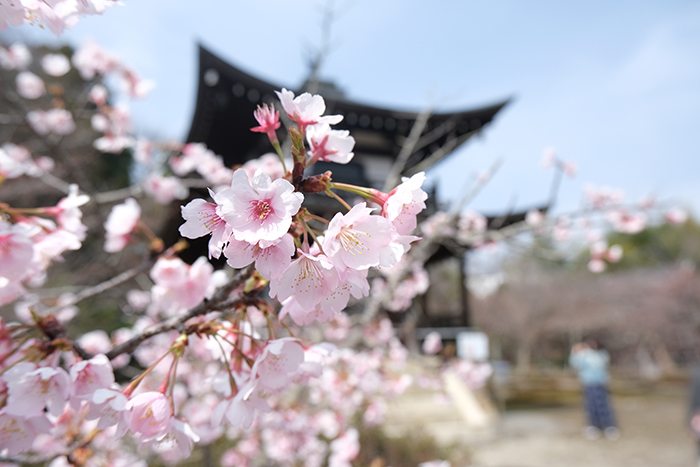 勧修寺境内の宸殿と桜の木