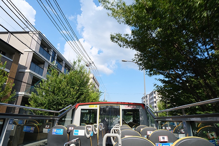 京都定期観光バス「スカイバス京都」街路樹の真下をくぐる