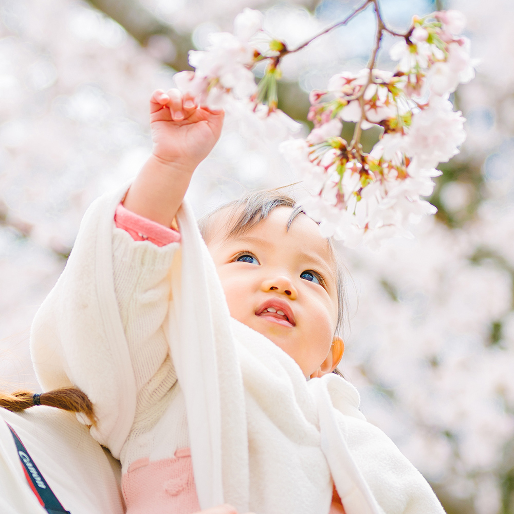 桜、咲いたよ♪