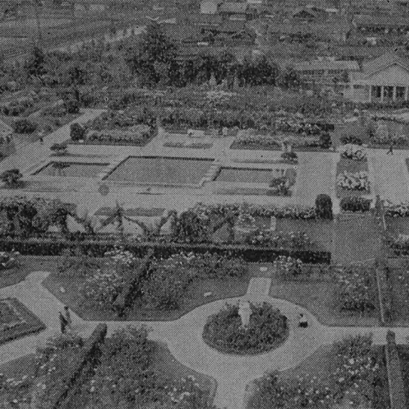 開業当時のひらかたパークの大バラ園