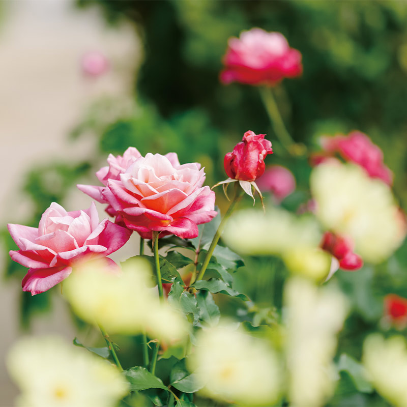 びわ湖大津館 バラ
