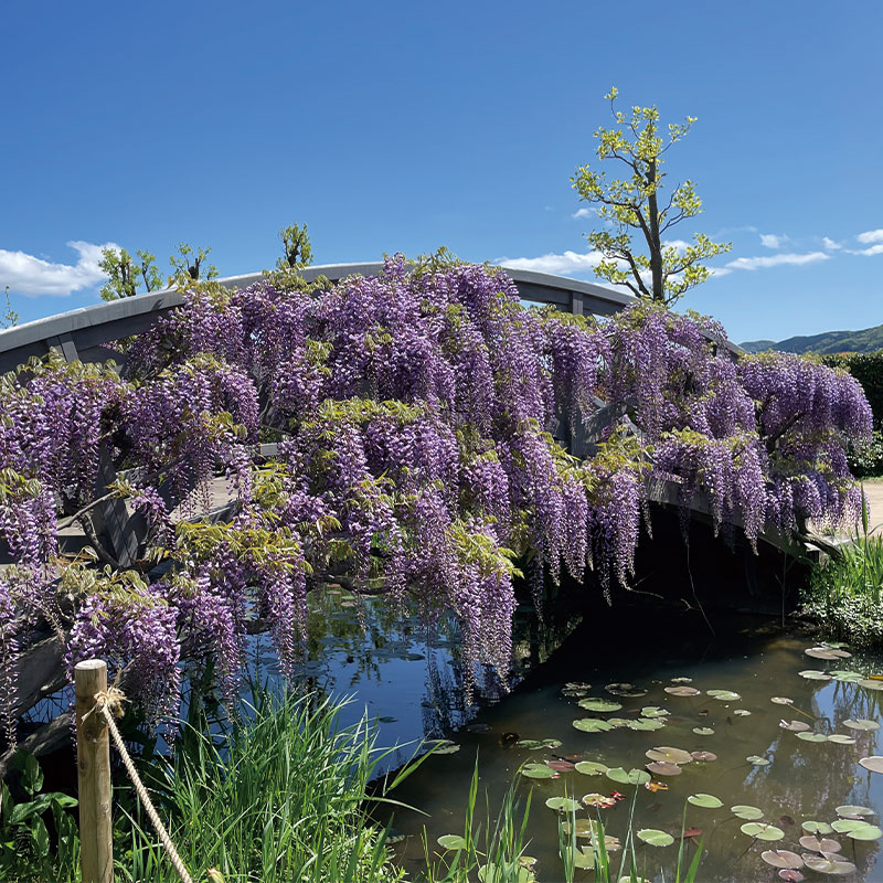 びわ湖大津館 藤