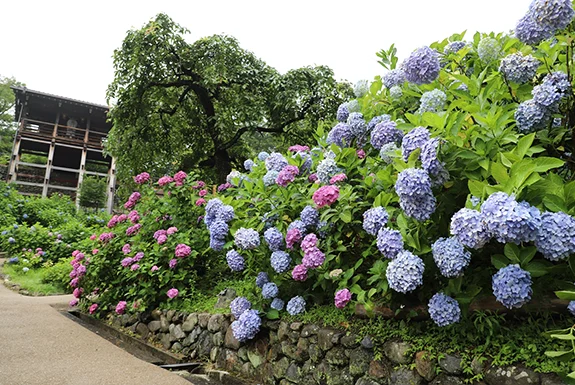 西山讃歌コース