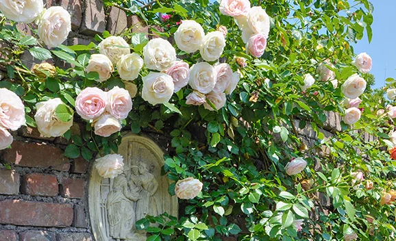 イングリッシュガーデン