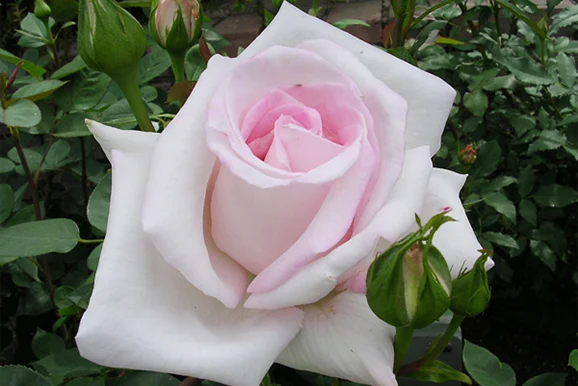 京阪園芸育種のバラ第一号「花嫁（はなよめ）」