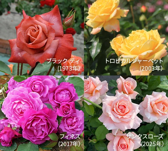 4種のバラ