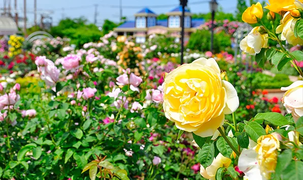 ひらパーのバラを育て､守り､支えてきた70年の技が､街や暮らしに､花咲く風景を広げている