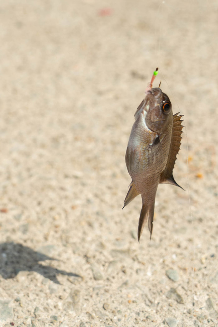 釣れた魚