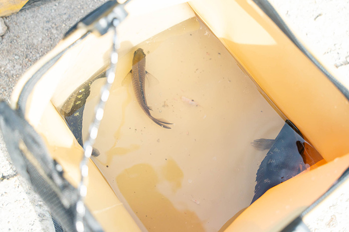 サビキ釣りで釣った魚の様子