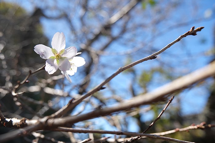 大原の不断桜