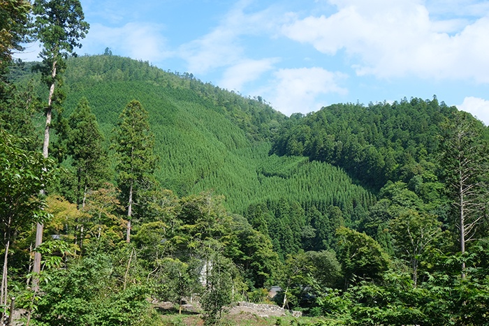 高山寺・山の頂にある本堂までの山中