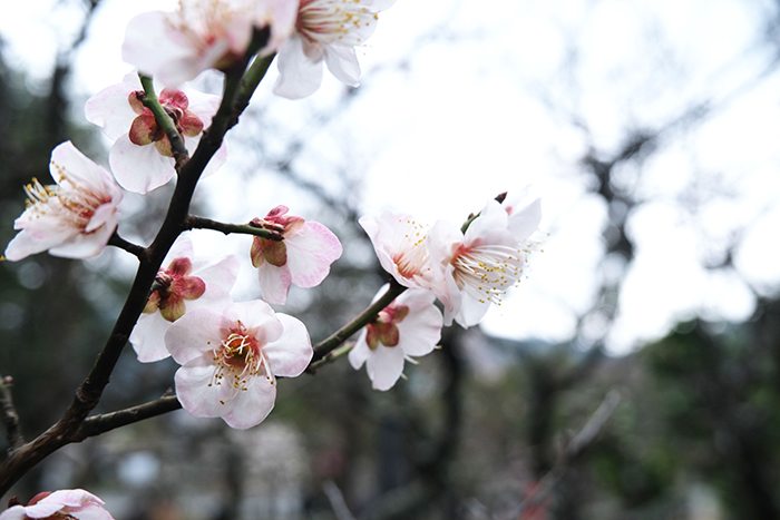 「第58回京の冬の旅　紫式部と源氏物語ゆかりの地をたずねて」清凉寺の桜