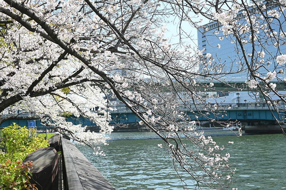 桜満開2023　天満橋でお花見！オススメのお弁当ご紹介します