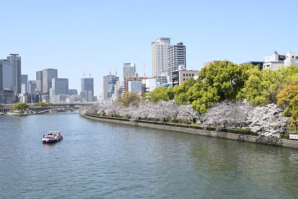 桜満開2023　天満橋でお花見！オススメのお弁当ご紹介します