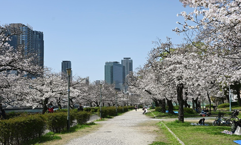 桜満開2023　天満橋でお花見！オススメのお弁当ご紹介します