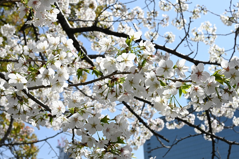 桜満開2023　天満橋でお花見！オススメのお弁当ご紹介します