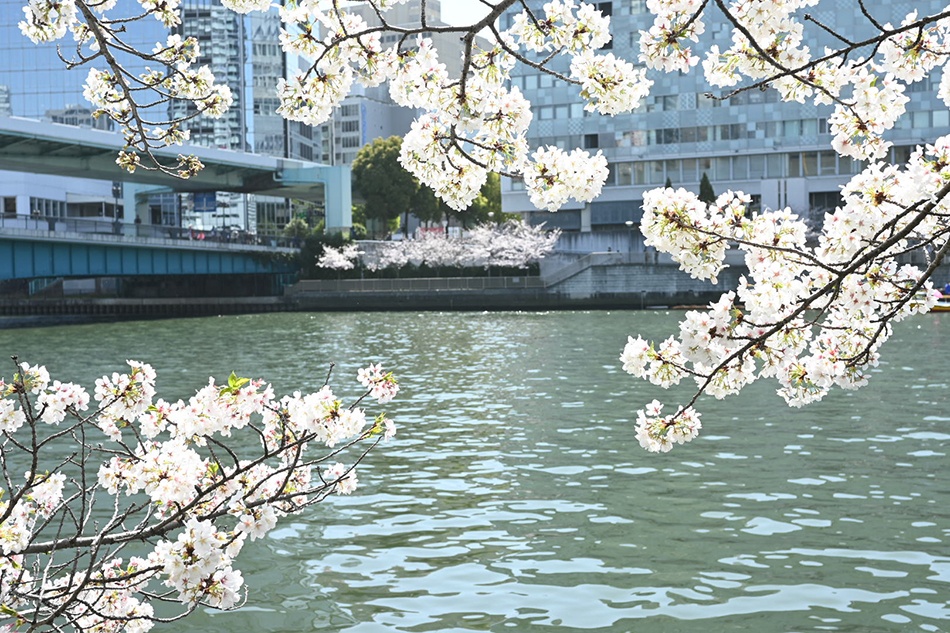 桜満開2023　天満橋でお花見！オススメのお弁当ご紹介します