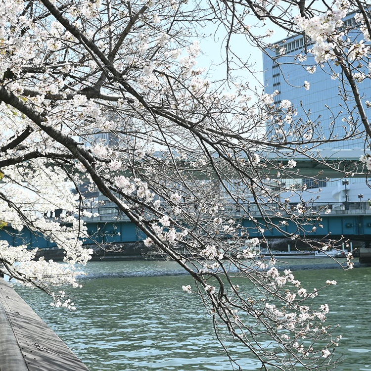 桜満開2023　天満橋でお花見！オススメのお弁当ご紹介します