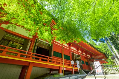 滋賀 比叡山延暦寺の青もみじ