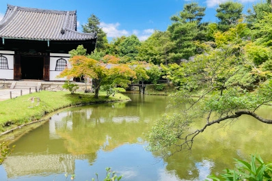 京都 高台寺の青もみじ