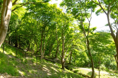 京都 八瀬もみじの小径の青もみじ