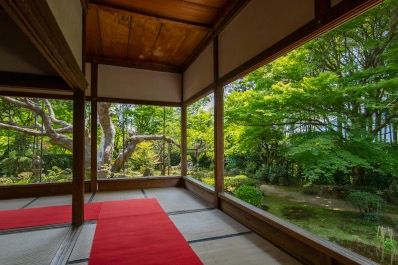 京都 宝泉院の青もみじ