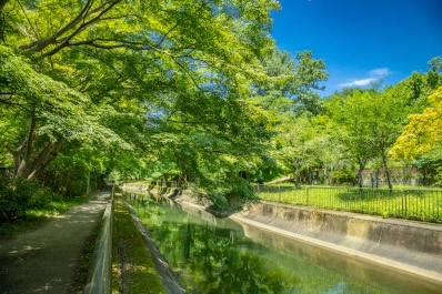 京都 山科疏水の青もみじ