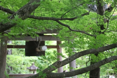 京都 常寂光寺の青もみじ