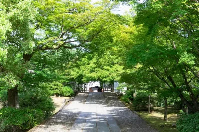 京都 養源院の青もみじ