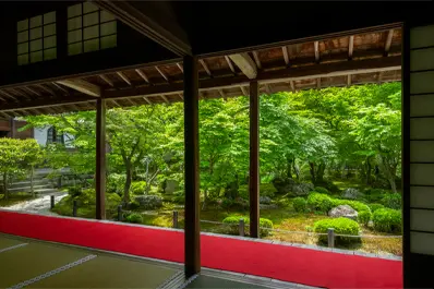 京都 圓光寺の青もみじ
