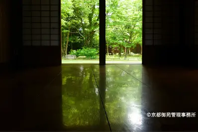 京都 京都御苑の青もみじ