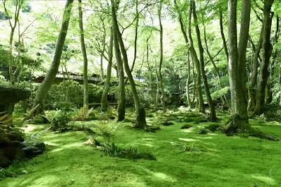 京都 祇王寺の青もみじ