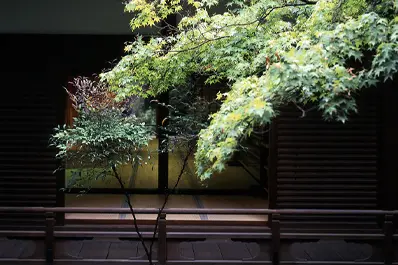 京都 青蓮院の青もみじ