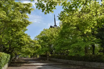 京都 真如堂の青もみじ