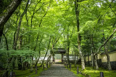 京都 地蔵院の青もみじ