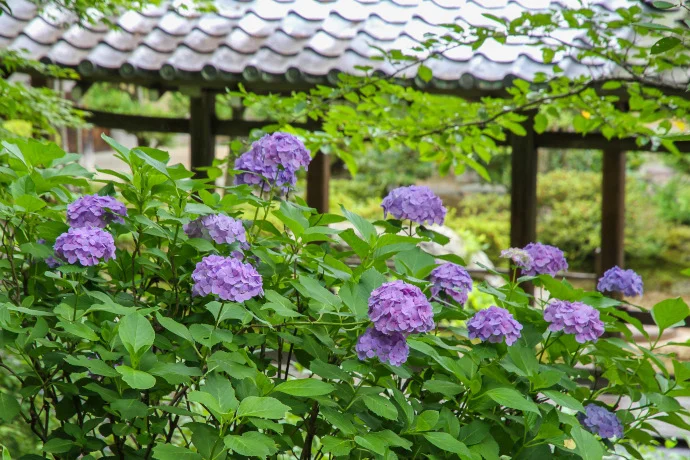 天龍寺のあじさい