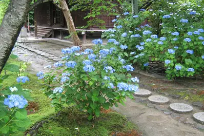勧修寺のあじさい