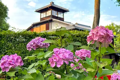 旧三井家下鴨別邸のあじさい
