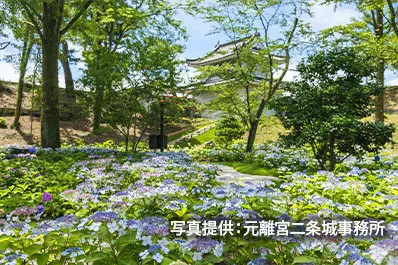 元離宮二条城のあじさい