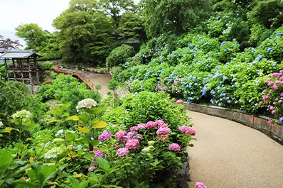 善峰寺のあじさい