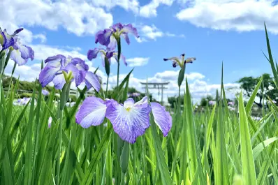 長岡天満宮の花しょうぶ