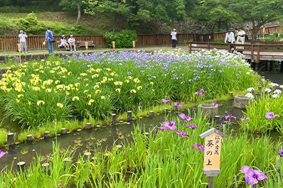 山田池公園の花しょうぶ