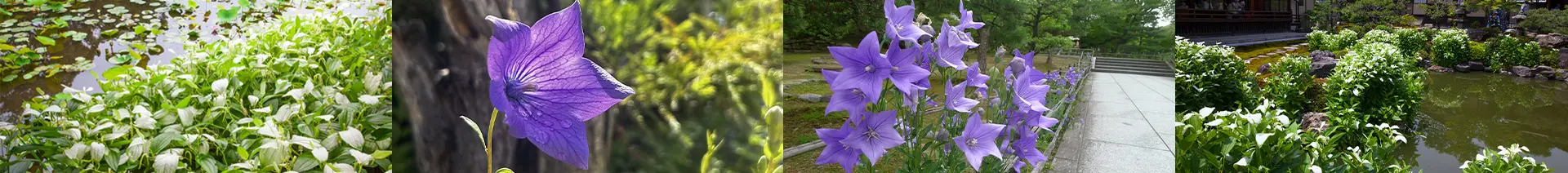京都・大阪のその他の花