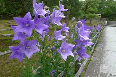 京都 智積院の桔梗