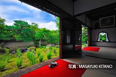 京都 天得院の桔梗
