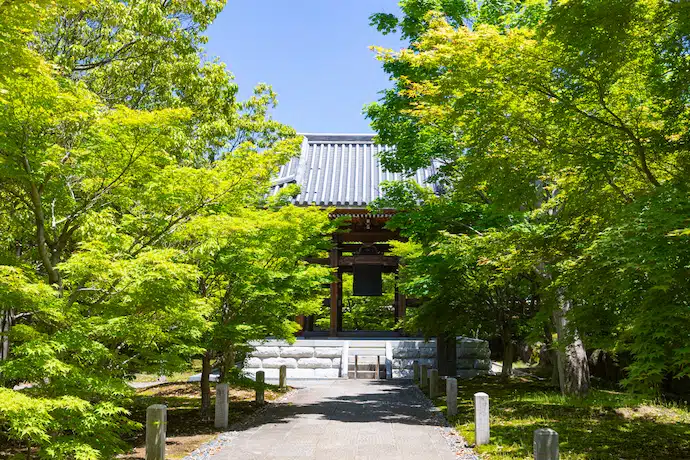 京都 智積院の青もみじ
