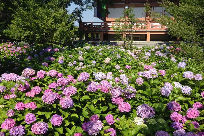 京都 智積院のあじさい