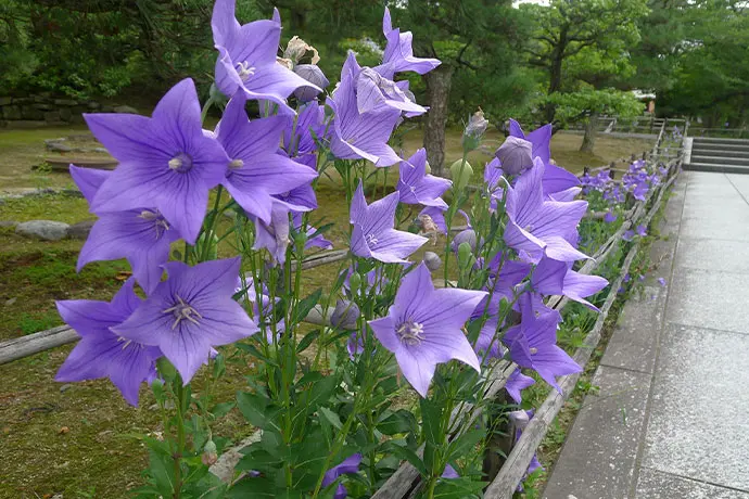 京都 智積院の桔梗