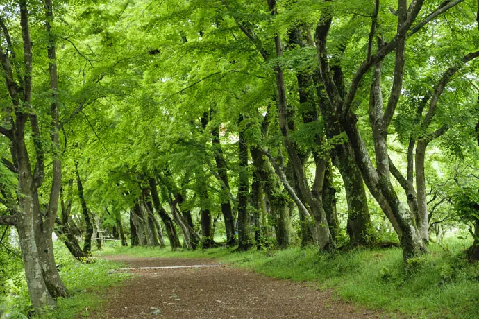 京都 大覚寺の青もみじ